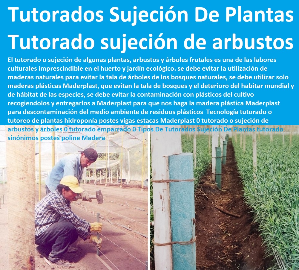 Tecnología tutorado o tutoreo de plantas hidroponía postes vigas estacas Maderplast 0 tutorado o sujeción de arbustos y árboles 0 tutorado emparrado 0 Tipos De Tutorados Sujeción De Plantas tutorado sinónimos postes poline Madera Tecnología tutorado o tutoreo de plantas hidroponía postes vigas estacas Maderplast 0 tutorado o sujeción de arbustos y árboles 0 HIDROPONÍA, AGRICULTURA, COSECHA, POSCOSECHA, Tutores para Flores cable vía Bananas Aromáticas, Cultivos Tecnificados, Invernaderos, Semilleros, Bancos De Siembra, tutorado emparrado 0 Tipos De Tutorados Sujeción De Plantas tutorado sinónimos postes poline Madera